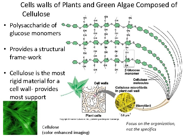 Cells walls of Plants and Green Algae Composed of Cellulose • Polysaccharide of glucose