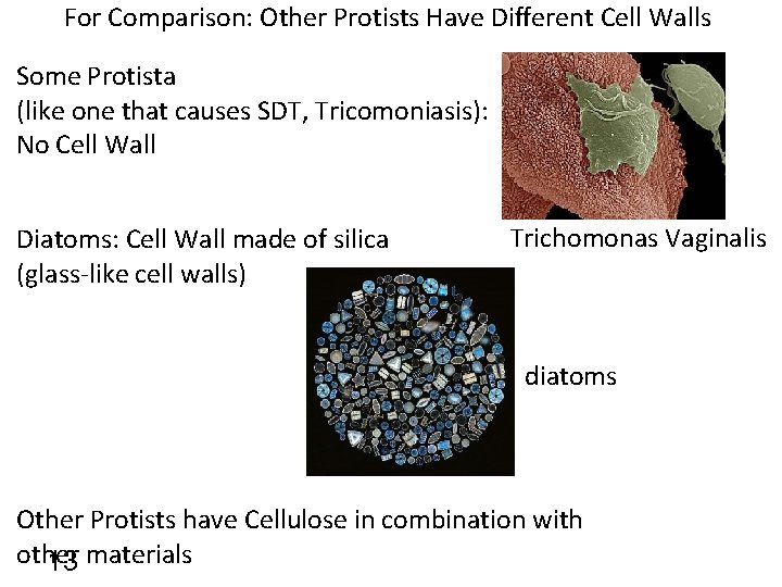 For Comparison: Other Protists Have Different Cell Walls Some Protista (like one that causes
