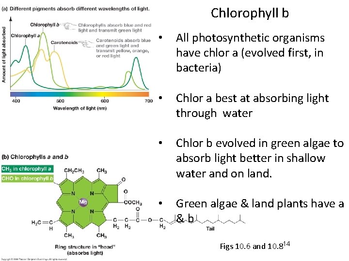 Chlorophyll b 14 • All photosynthetic organisms have chlor a (evolved first, in bacteria)