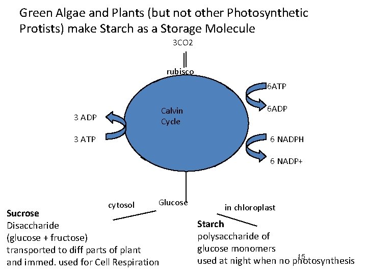 Green Algae and Plants (but not other Photosynthetic Protists) make Starch as a Storage