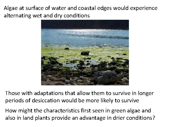 Algae at surface of water and coastal edges would experience alternating wet and dry