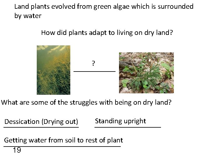 Land plants evolved from green algae which is surrounded by water How did plants