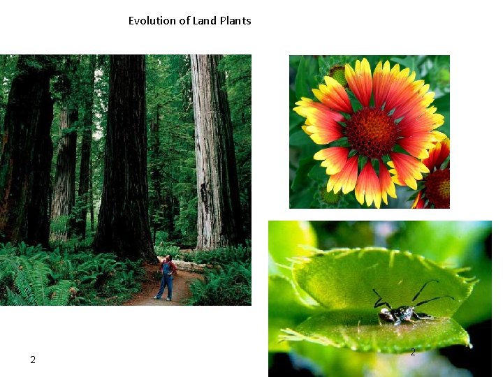 Evolution of Land Plants 2 2 