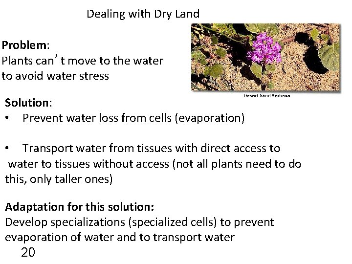 Dealing with Dry Land Problem: Plants can’t move to the water to avoid water