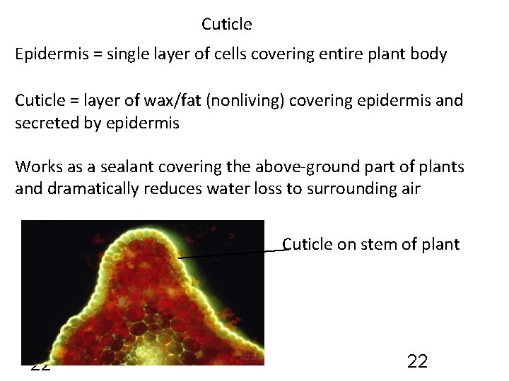 Cuticle Epidermis = single layer of cells covering entire plant body Cuticle = layer