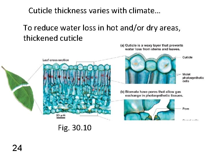 Cuticle thickness varies with climate… To reduce water loss in hot and/or dry areas,