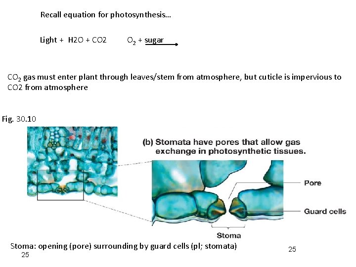 Recall equation for photosynthesis… Light + H 2 O + CO 2 + sugar