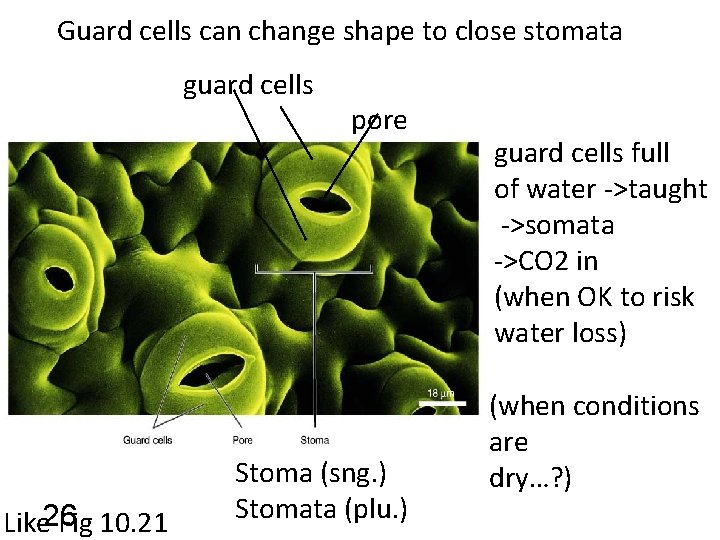 Guard cells can change shape to close stomata guard cells Like 26 Fig 10.