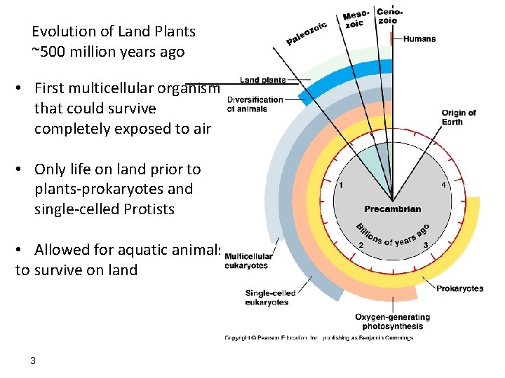 Evolution of Land Plants ~500 million years ago • First multicellular organism that could