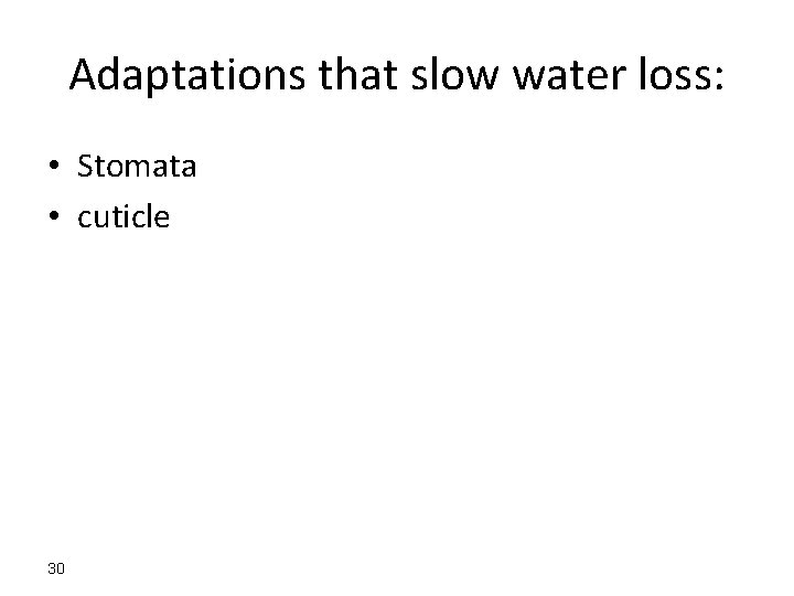 Adaptations that slow water loss: • Stomata • cuticle 30 