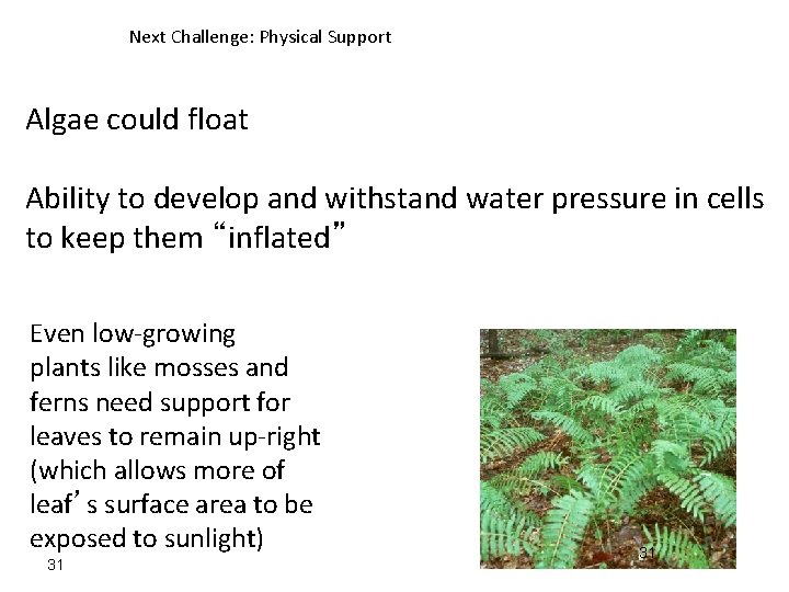 Next Challenge: Physical Support Algae could float Ability to develop and withstand water pressure