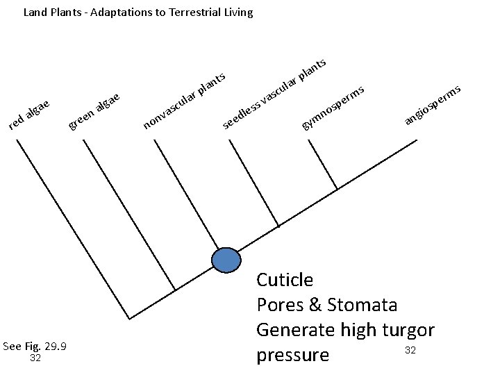 Land Plants - Adaptations to Terrestrial Living ts e red a alg See Fig.