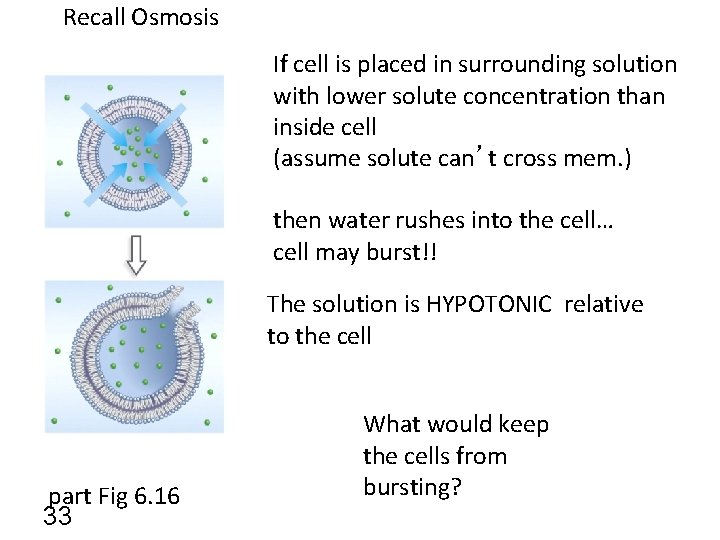 Recall Osmosis If cell is placed in surrounding solution with lower solute concentration than