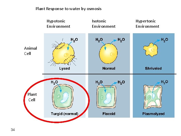 Plant Response to water by osmosis Hypotonic Environment Animal Cell Plant Cell 34 Isotonic