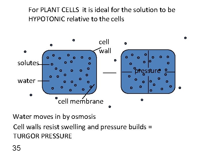 For PLANT CELLS it is ideal for the solution to be HYPOTONIC relative to