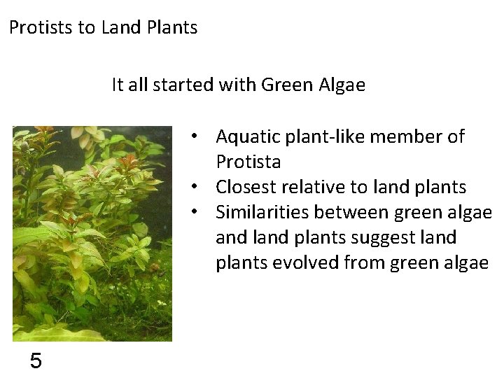 Protists to Land Plants It all started with Green Algae • Aquatic plant-like member