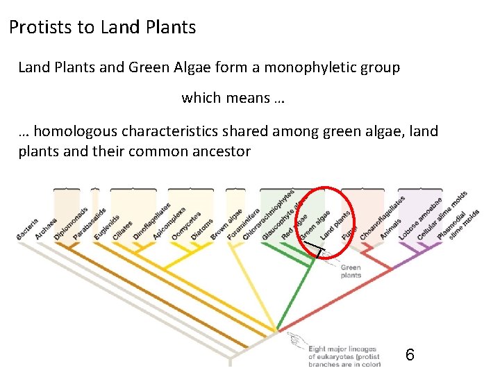 Protists to Land Plants and Green Algae form a monophyletic group which means …