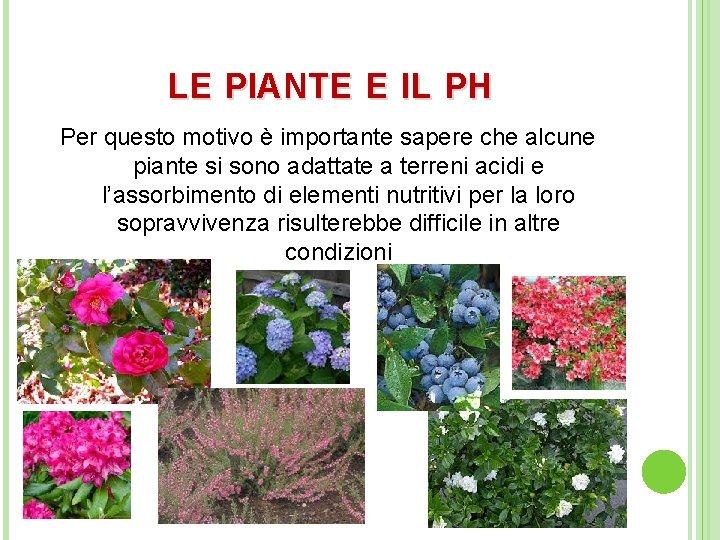 LE PIANTE E IL PH Per questo motivo è importante sapere che alcune piante