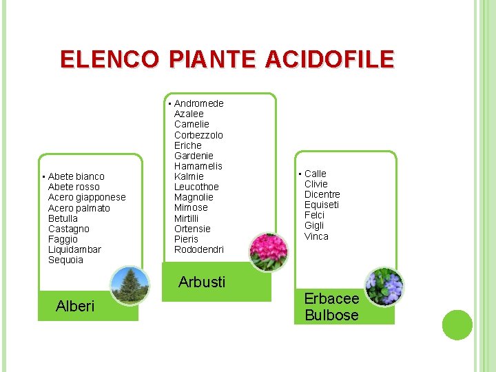 ELENCO PIANTE ACIDOFILE • Abete bianco Abete rosso Acero giapponese Acero palmato Betulla Castagno