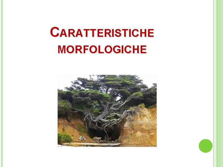 CARATTERISTICHE MORFOLOGICHE 