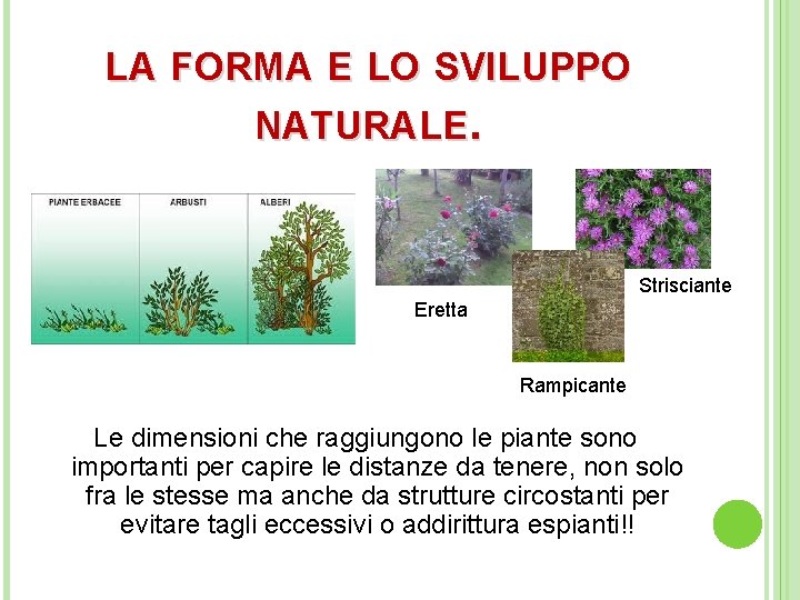 LA FORMA E LO SVILUPPO NATURALE. Strisciante Eretta Rampicante Le dimensioni che raggiungono le