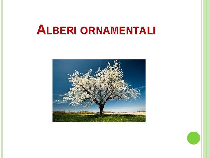 ALBERI ORNAMENTALI 