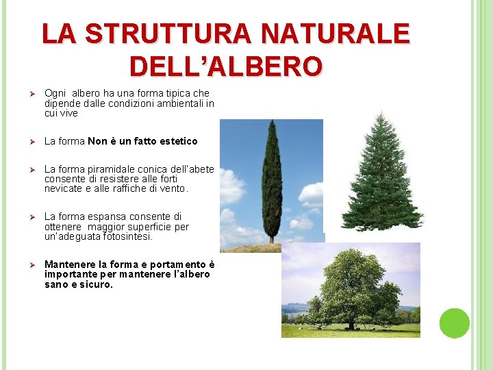 LA STRUTTURA NATURALE DELL’ALBERO Ø Ogni albero ha una forma tipica che dipende dalle