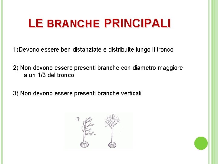 LE BRANCHE PRINCIPALI 1)Devono essere ben distanziate e distribuite lungo il tronco 2) Non