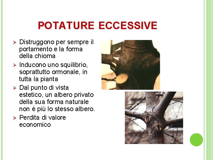 POTATURE ECCESSIVE Ø Ø Distruggono per sempre il portamento e la forma della chioma
