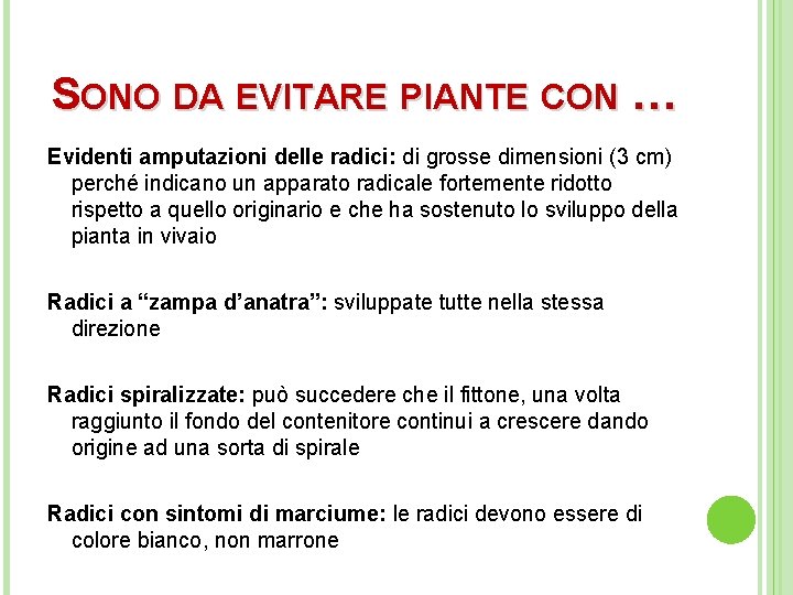 SONO DA EVITARE PIANTE CON … Evidenti amputazioni delle radici: di grosse dimensioni (3