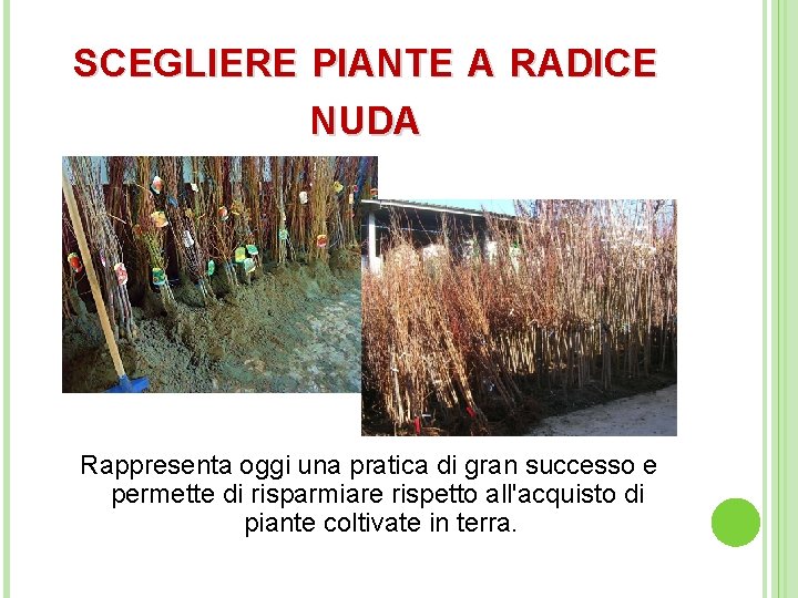 SCEGLIERE PIANTE A RADICE NUDA Rappresenta oggi una pratica di gran successo e permette