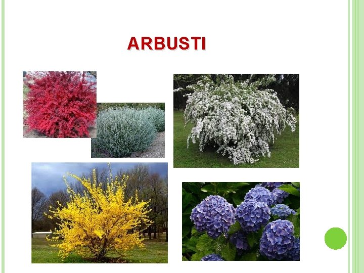 ARBUSTI 