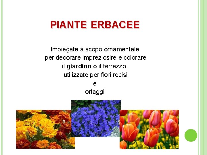 PIANTE ERBACEE Impiegate a scopo ornamentale per decorare impreziosire e colorare il giardino o