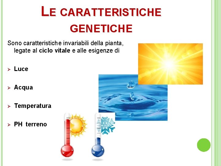 LE CARATTERISTICHE GENETICHE Sono caratteristiche invariabili della pianta, legate al ciclo vitale e alle