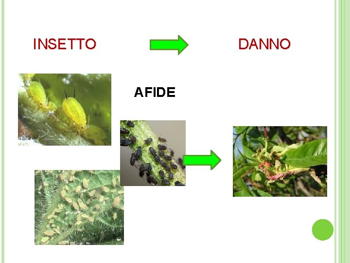  INSETTO DANNO AFIDE 
