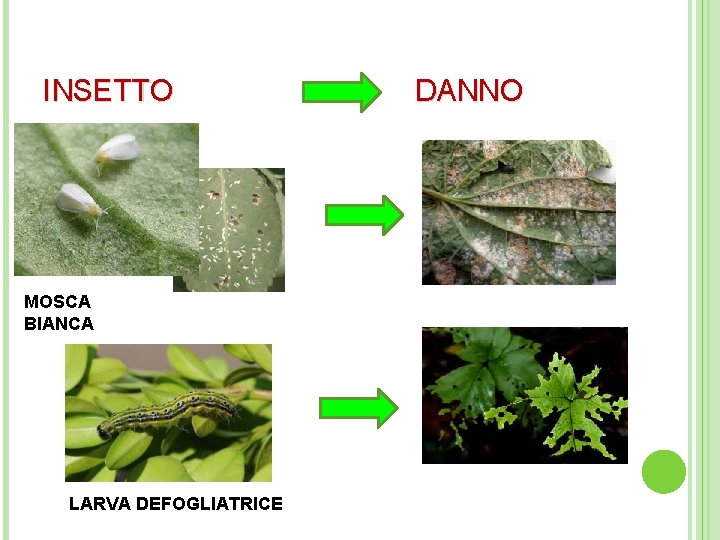 INSETTO DANNO MOSCA BIANCA LARVA DEFOGLIATRICE 