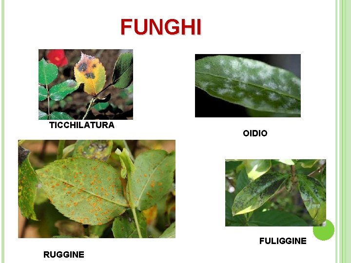 FUNGHI TICCHILATURA OIDIO FULIGGINE RUGGINE 