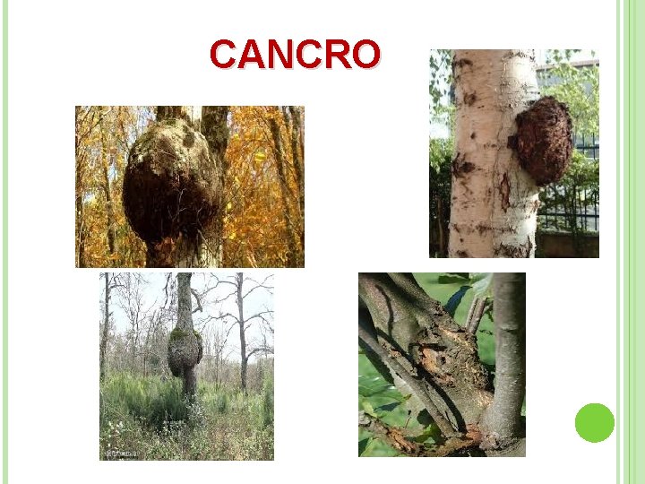 CANCRO 