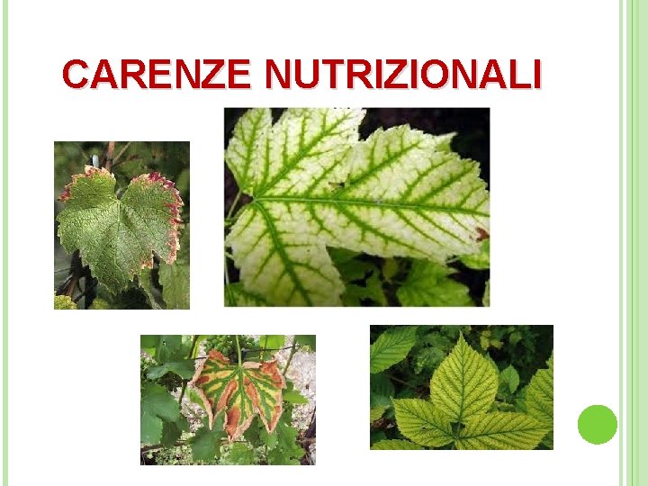  CARENZE NUTRIZIONALI 