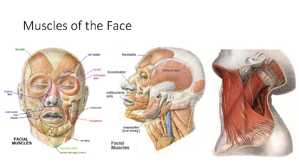 Muscles of the Face 
