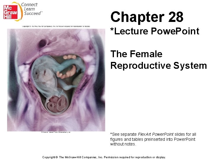 Chapter 28 *Lecture Powe. Point The Female Reproductive System *See separate Flex. Art Power.