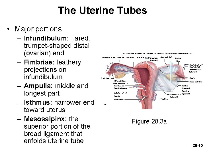 The Uterine Tubes • Major portions – Infundibulum: flared, trumpet-shaped distal (ovarian) end –