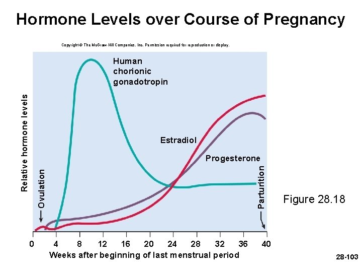 Hormone Levels over Course of Pregnancy Copyright © The Mc. Graw-Hill Companies, Inc. Permission