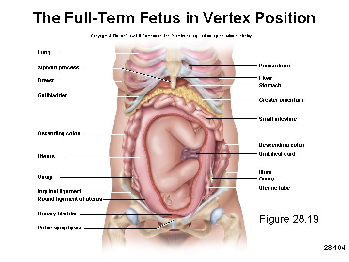 The Full-Term Fetus in Vertex Position Copyright © The Mc. Graw-Hill Companies, Inc. Permission