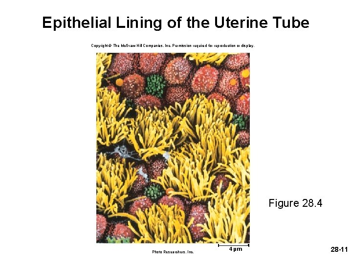 Epithelial Lining of the Uterine Tube Copyright © The Mc. Graw-Hill Companies, Inc. Permission