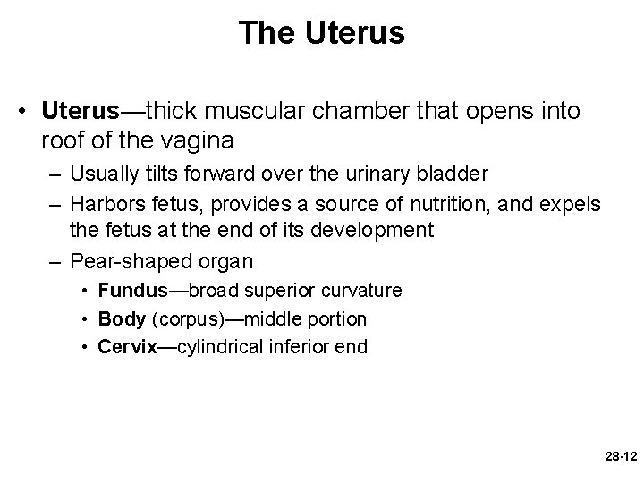 The Uterus • Uterus—thick muscular chamber that opens into roof of the vagina –