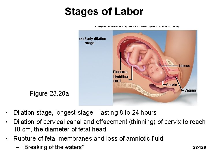 Stages of Labor Copyright © The Mc. Graw-Hill Companies, Inc. Permission required for reproduction