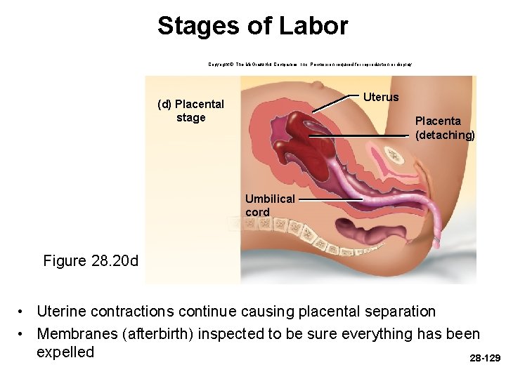 Stages of Labor Copyright © The Mc. Graw-Hill Companies, Inc. Permission required for reproduction