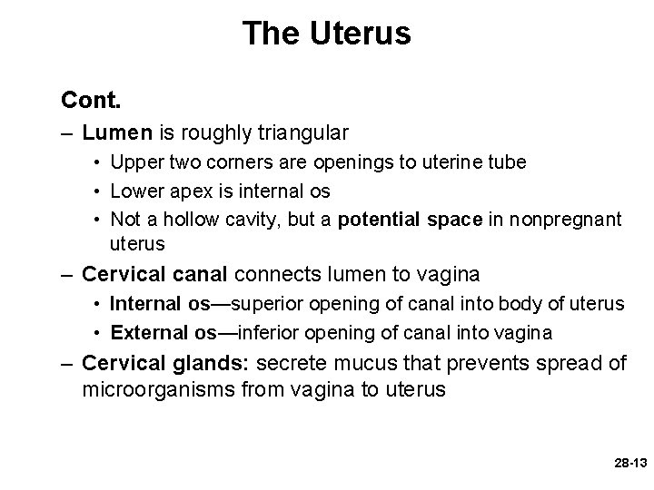 The Uterus Cont. – Lumen is roughly triangular • Upper two corners are openings
