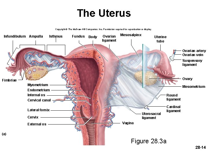 The Uterus Copyright © The Mc. Graw-Hill Companies, Inc. Permission required for reproduction or